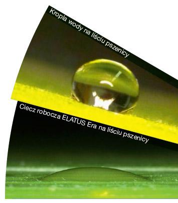 lp-elatus-era-
