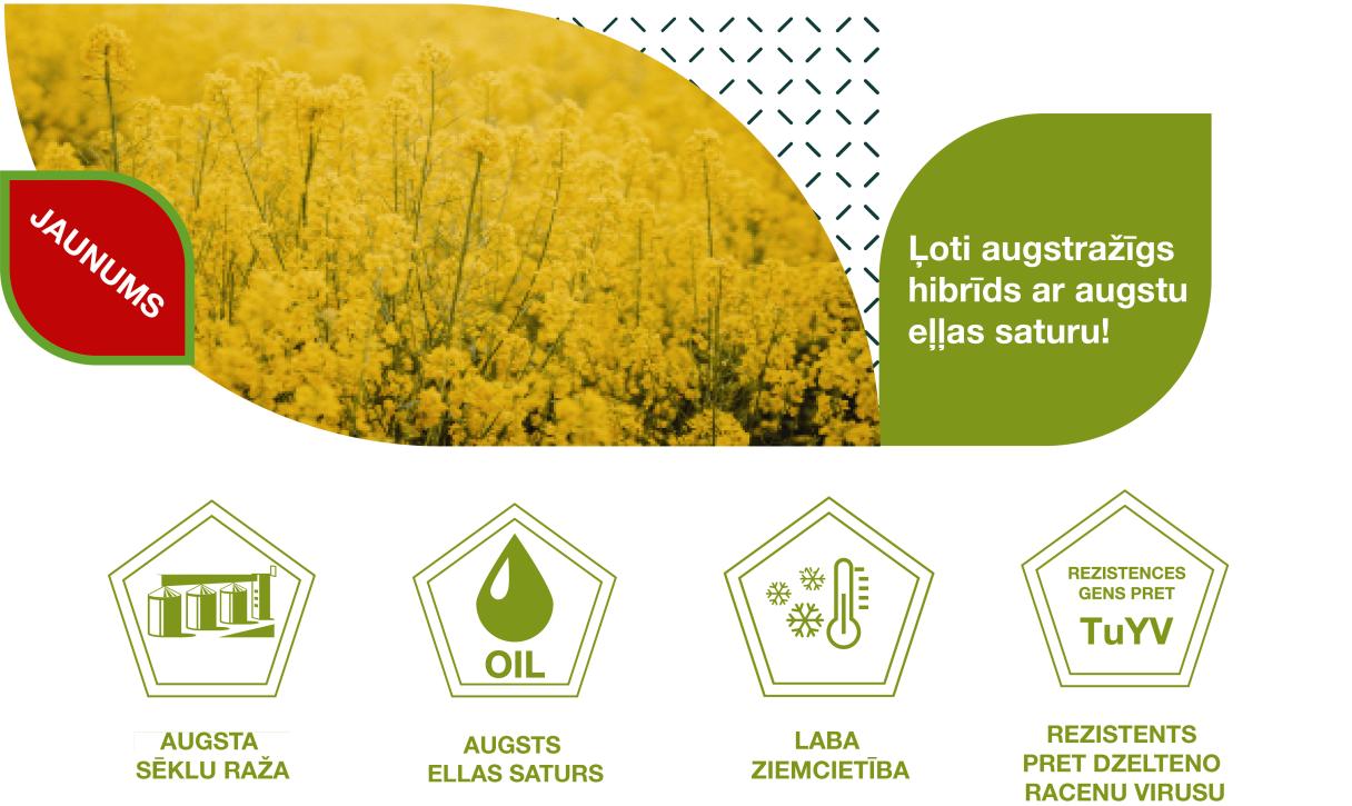 SY Picoletta banner